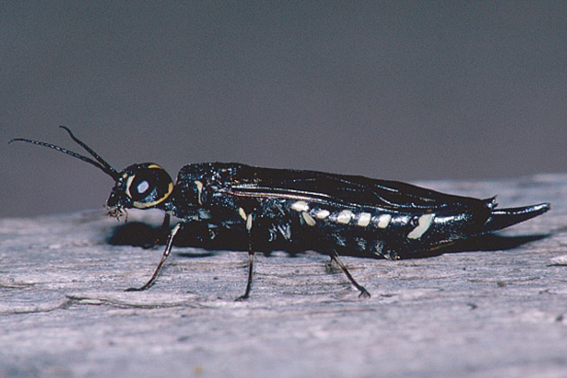 Sawflies and horntails : (Xiphydriidae) Xiphydria longicollis