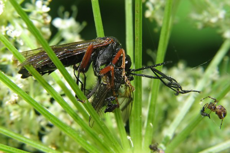 Sawflies and horntails : (Tenthredinidae) Tenthredo atra