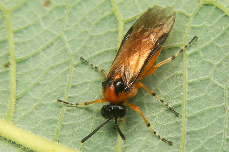 Sawflies and horntails : (Tenthredinidae) Athalia rosae