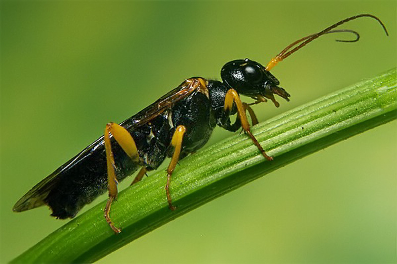 Sawflies and horntails : (Pamphiliidae) Pamphilius fumipennis