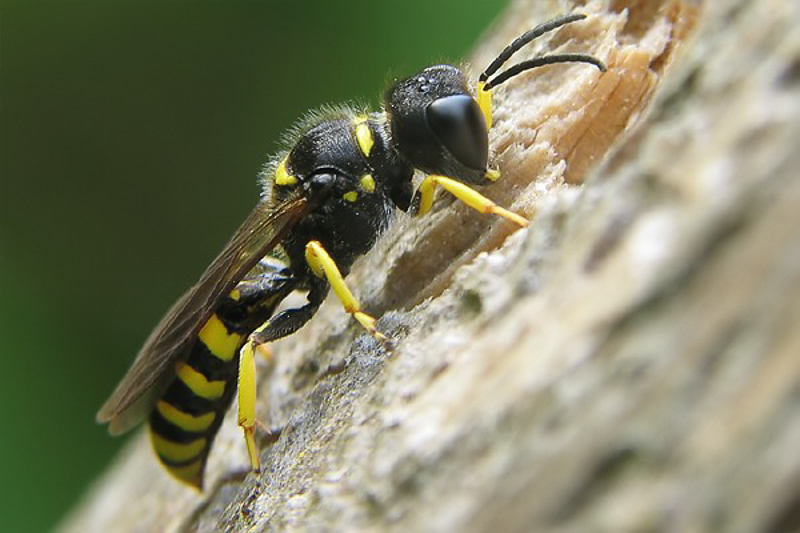 Aculeate Wasps : (Crabronidae) Ectemnius lituratus