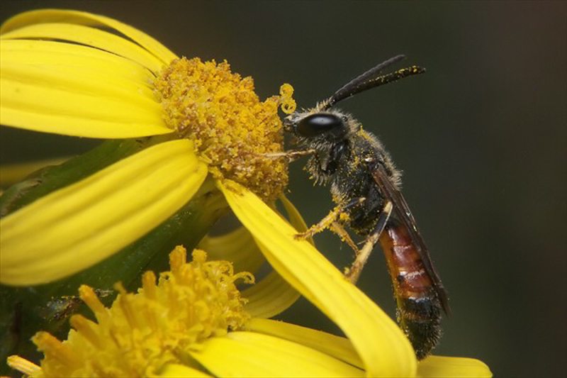 Bees : (Halictidae) Lasioglossum calceatum