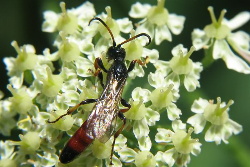 Ichneumonid and braconid wasps : (Ichneumonidae) Alomya debellator