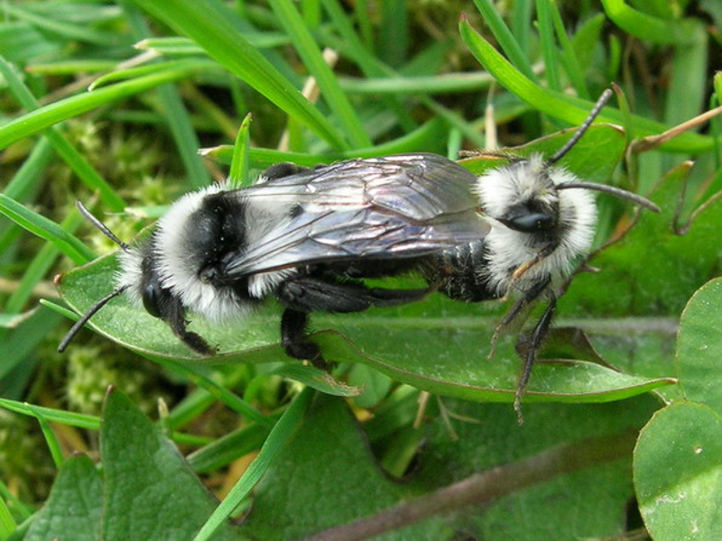 Bees : (Andrenidae) Andrena cineraria