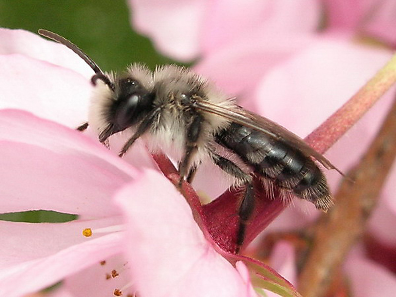 Bees : (Andrenidae) Andrena cineraria