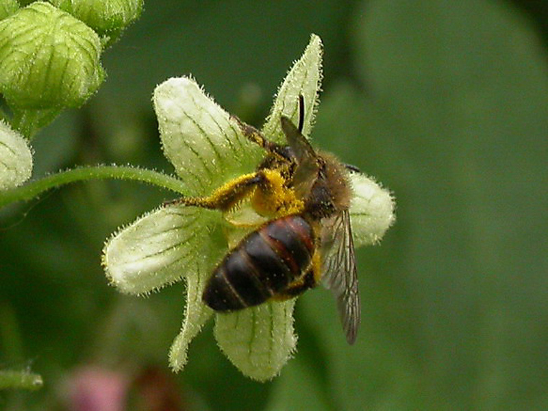 Bees : (Andrenidae) Andrena florea
