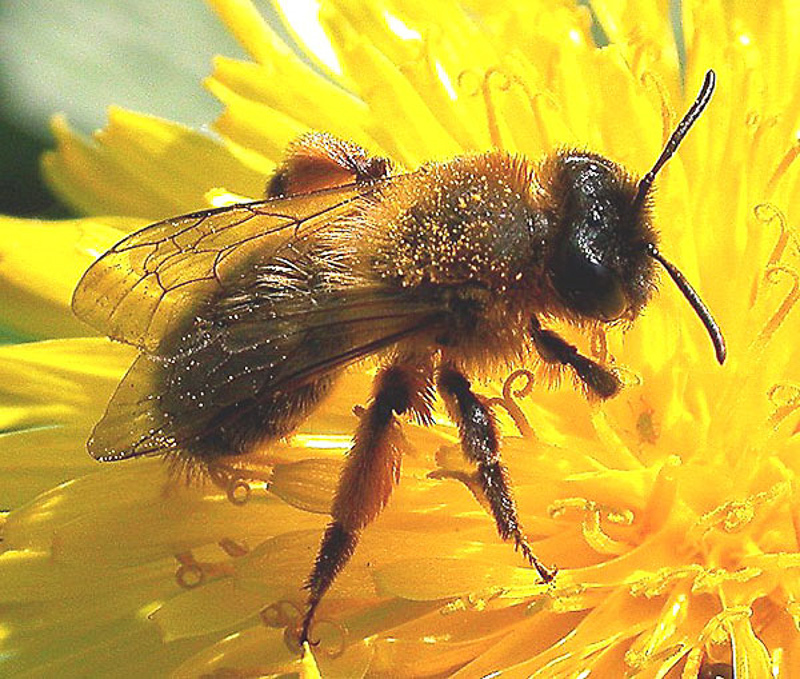 Bees : (Andrenidae) Andrena nigroaenea