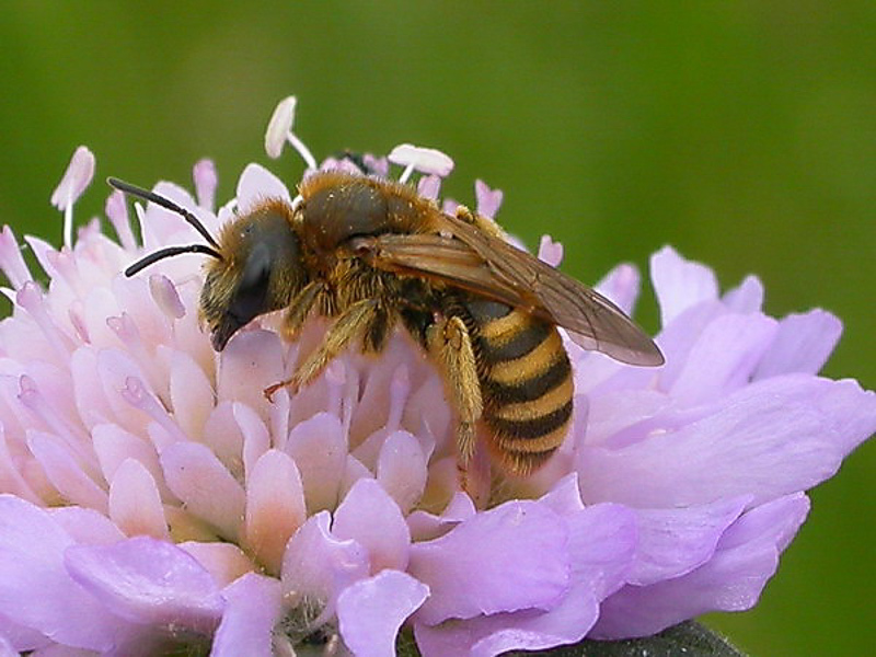 Bees : (Apidae) Halictus scabiosae