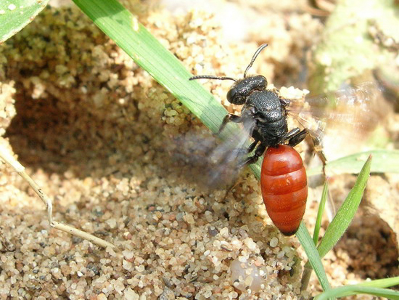 Bees : (Halictidae) Sphecodes albilabris