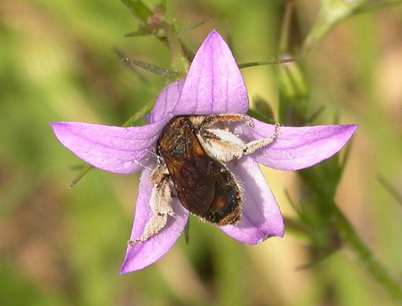 Bees : (Andrenidae) Andrena pandellei