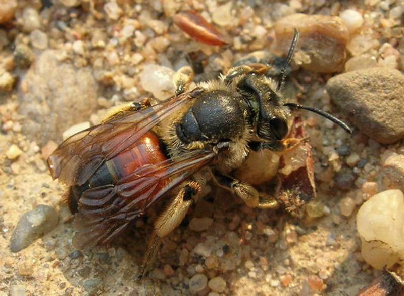 Bees : (Andrenidae) Andrena schencki