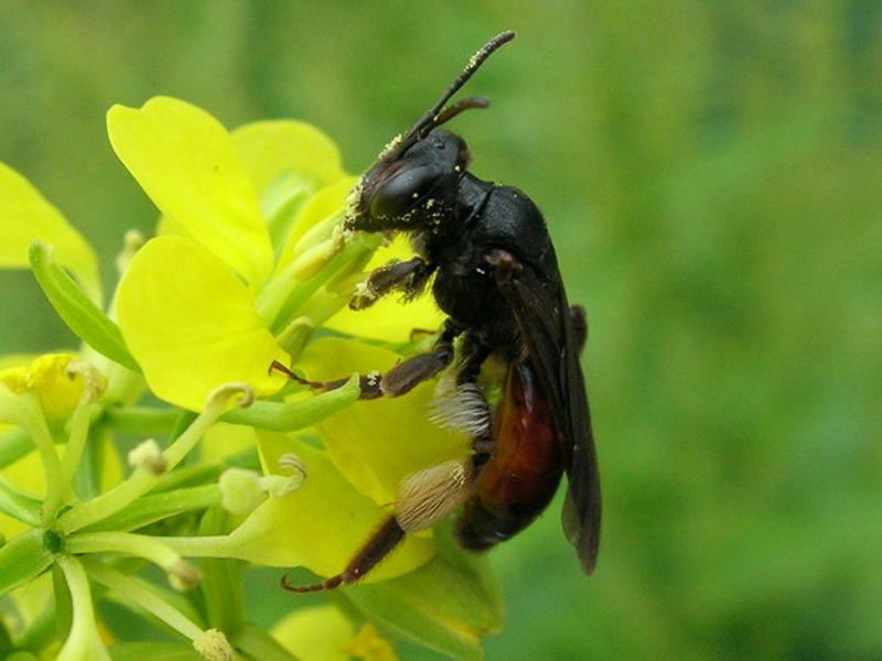 Bees : (Andrenidae) Andrena scita
