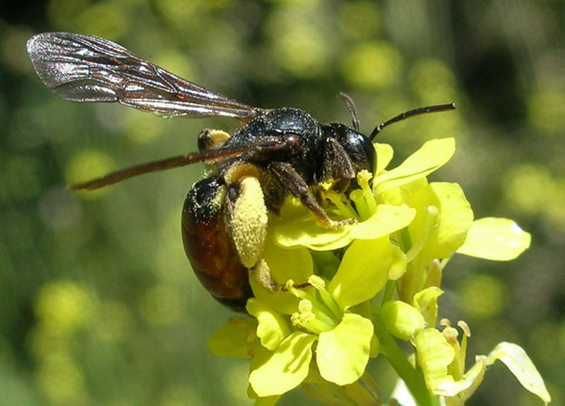 Bees : (Andrenidae) Andrena scita