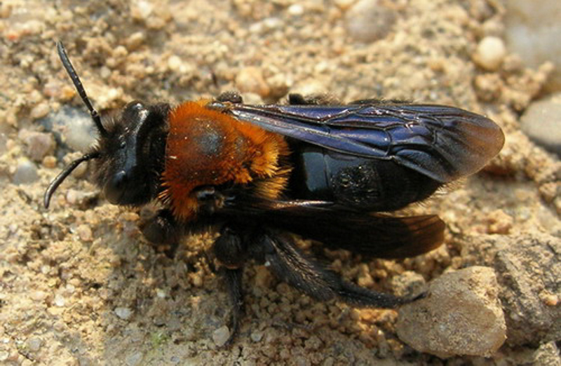 Bees : (Andrenidae) Andrena thoracica