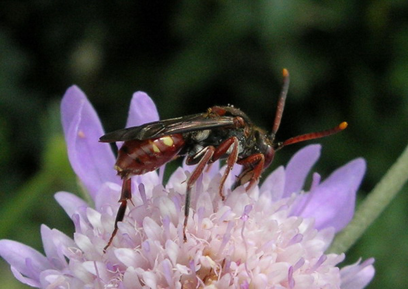Bees : (Apidae) Nomada armata