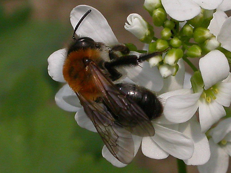 Bees : (Andrenidae) Andrena nitida