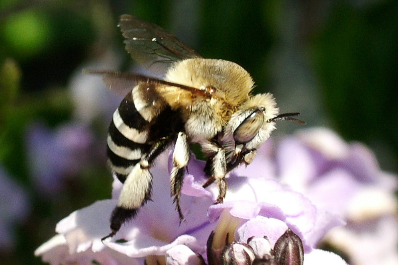 Bees : (Apidae) Amegilla quadrifasciata