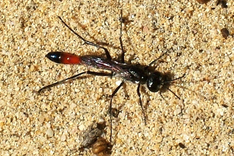 Aculeate Wasps : (Sphecidae) Ammophila terminata
