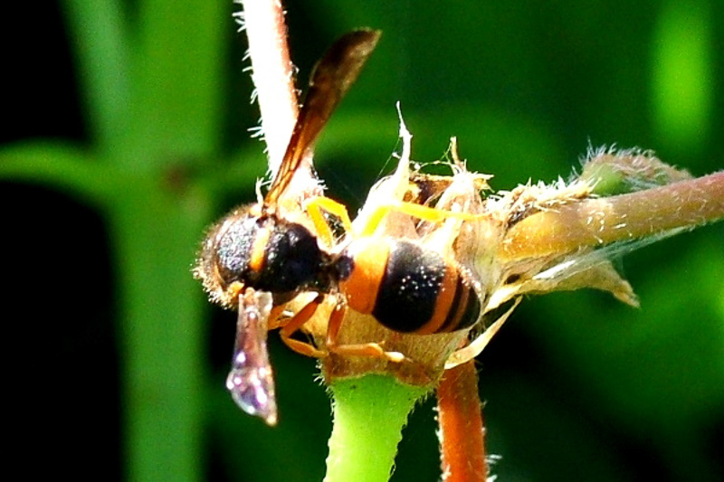 Aculeate Wasps : (Vespidae) Ancistrocerus kerneri