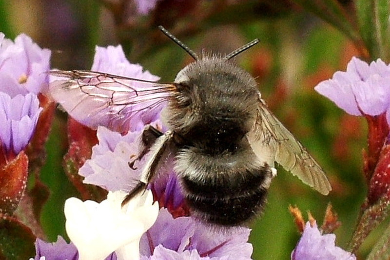 Bees : (Apidae) Anthophora alluaudi