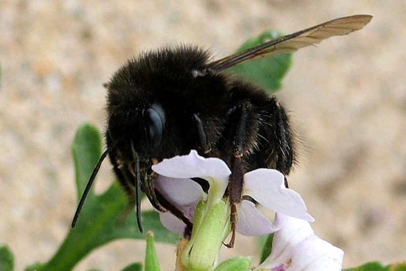 Bees : (Apidae) Bombus terrestris