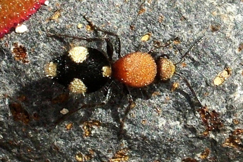 Aculeate Wasps : (Mutillidae) Dasylabris canariensis