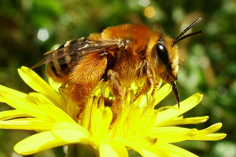 Bees : (Melittidae) Melitta aegyptiaca