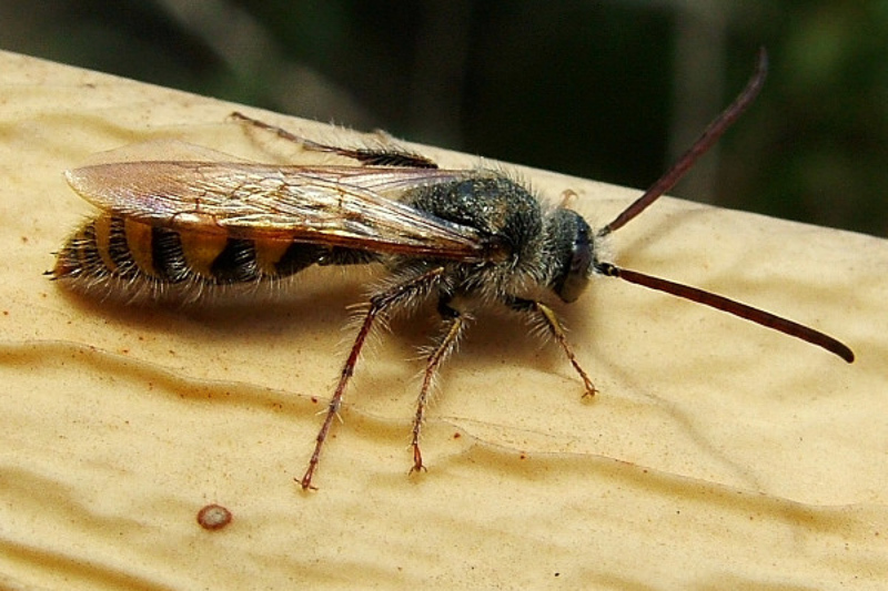 Aculeate Wasps : (Scoliidae) Micromeriella aureola