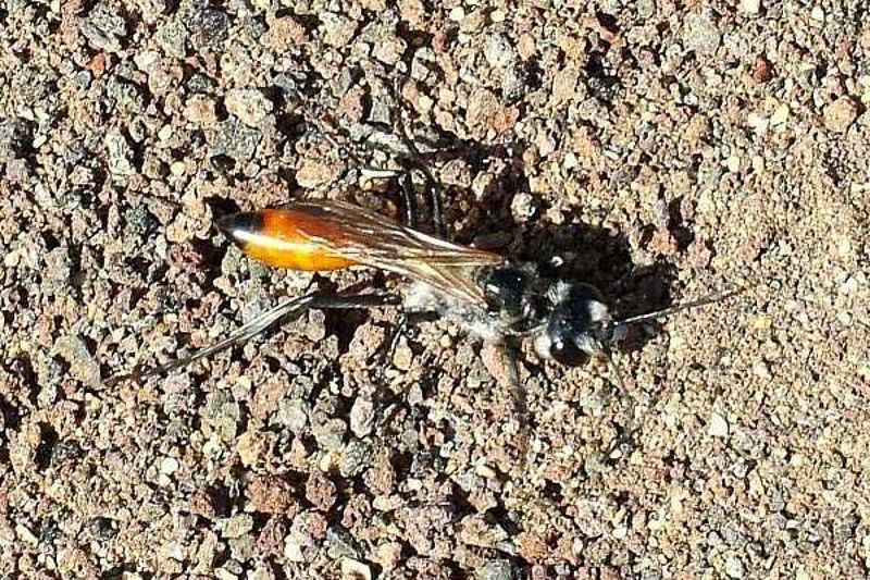 Aculeate Wasps : (Sphecidae) Podalonia tydei