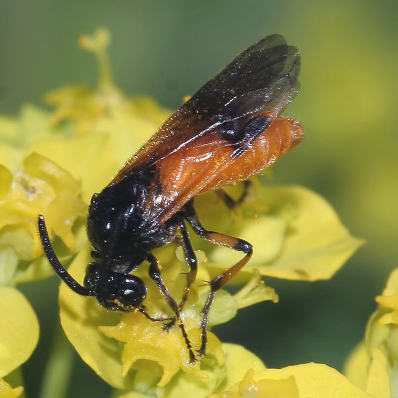 Sawflies and horntails : (Argidae) Arge cyanocrocea