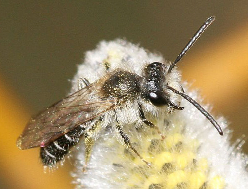 Bees : (Andrenidae) Andrena argentata