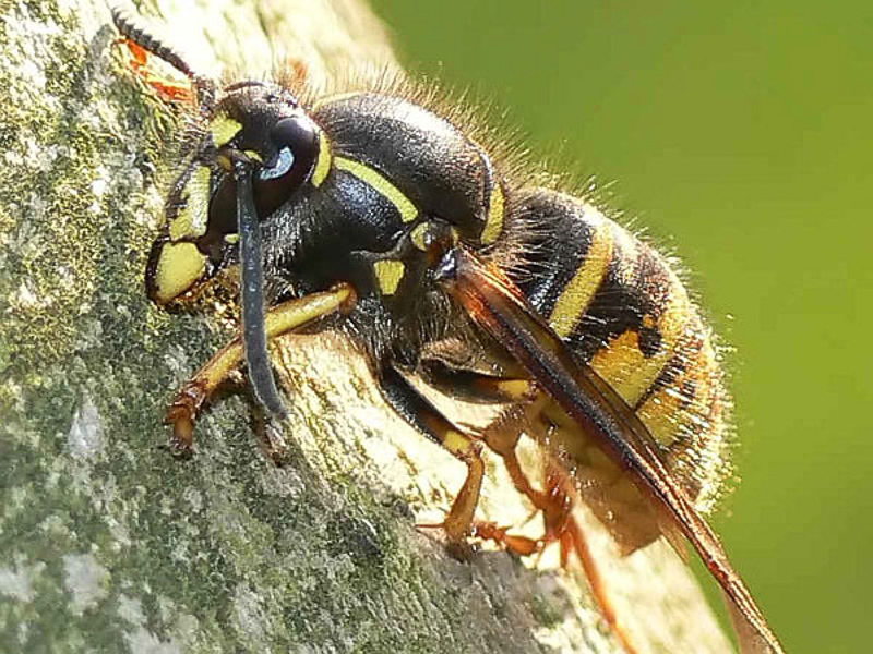 Aculeate Wasps : (Vespidae) Dolichovespula saxonica