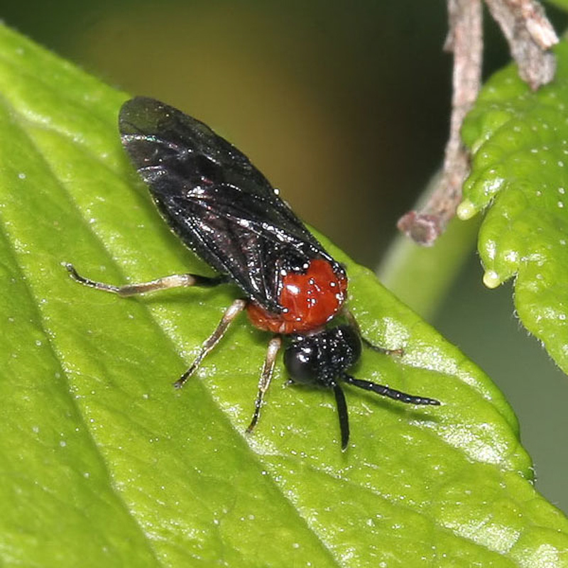 Sawflies and horntails : (Tenthredinidae) Eutomostethus ephippium