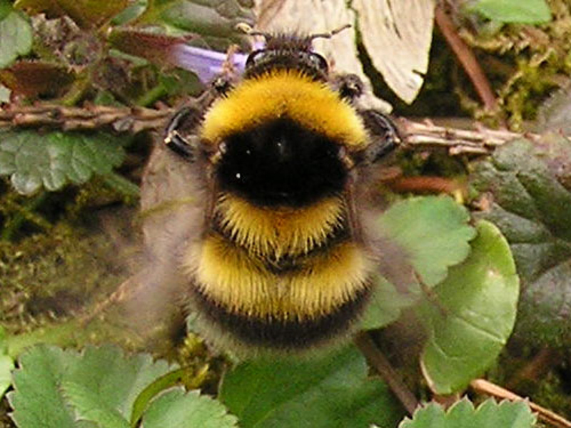 Bees : (Apidae) Bombus hortorum