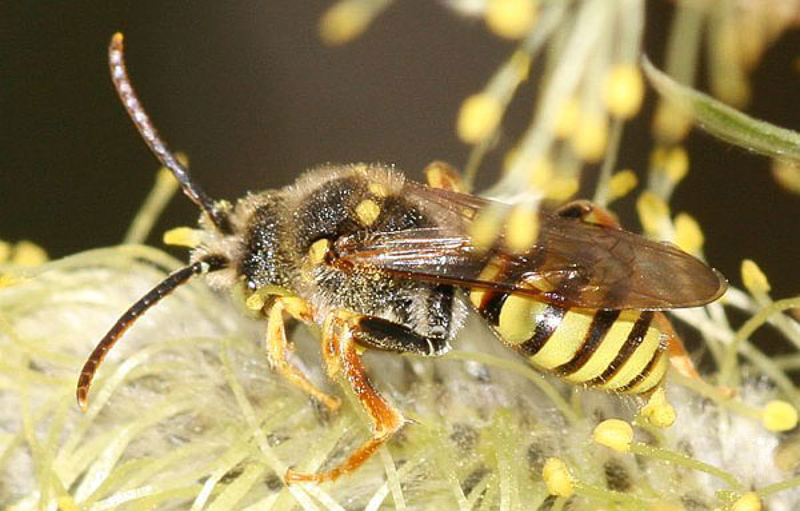 Bees : (Apidae) Nomada lathburiana