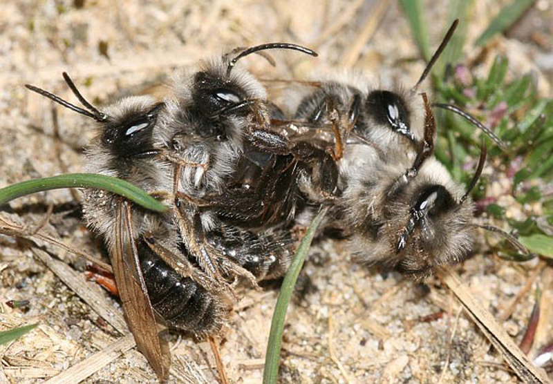 Bees : (Andrenidae) Andrena vaga