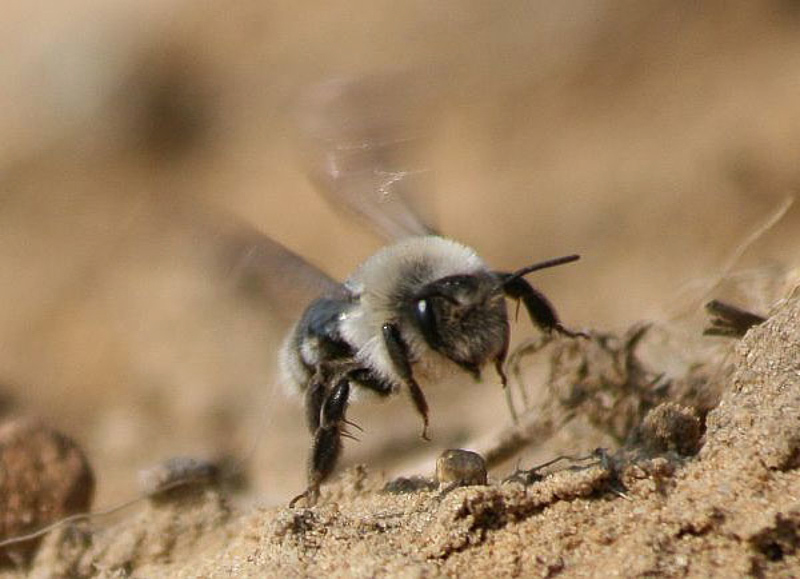 Bees : (Andrenidae) Andrena vaga