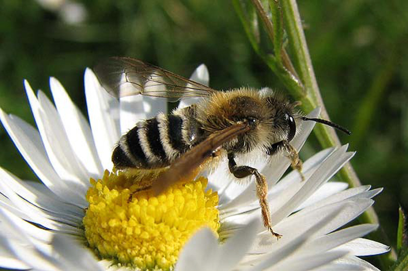 Bees : (Andrenidae) Andrena gravida