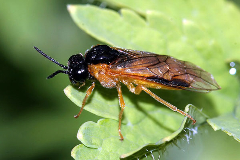Sawflies and horntails : (Tenthredinidae) Selandria serva