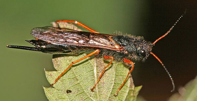 Sawflies and horntails : (Siricidae) Sirex juvencus