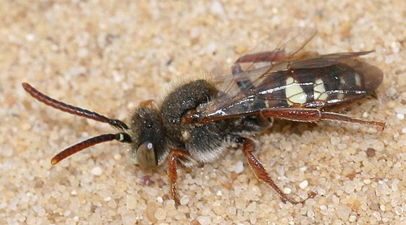 Bees : (Apidae) Nomada alboguttata