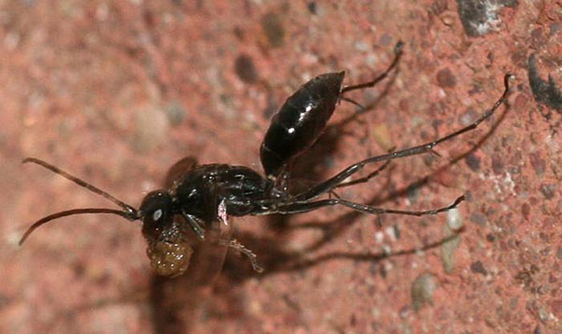 Aculeate Wasps : (Pompilidae) Auplopus carbonarius