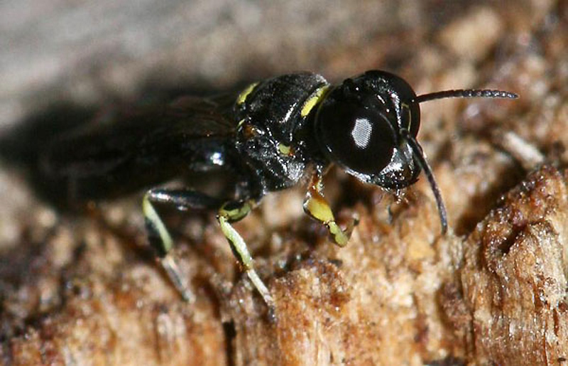 Aculeate Wasps : (Crabronidae) Crossocerus varus