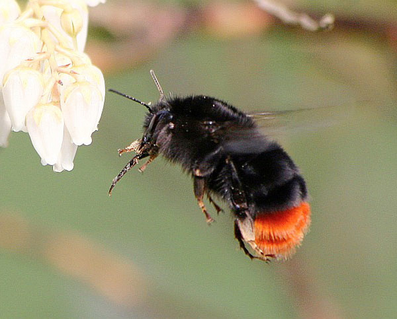 Bees : (Apidae) Bombus lapidarius