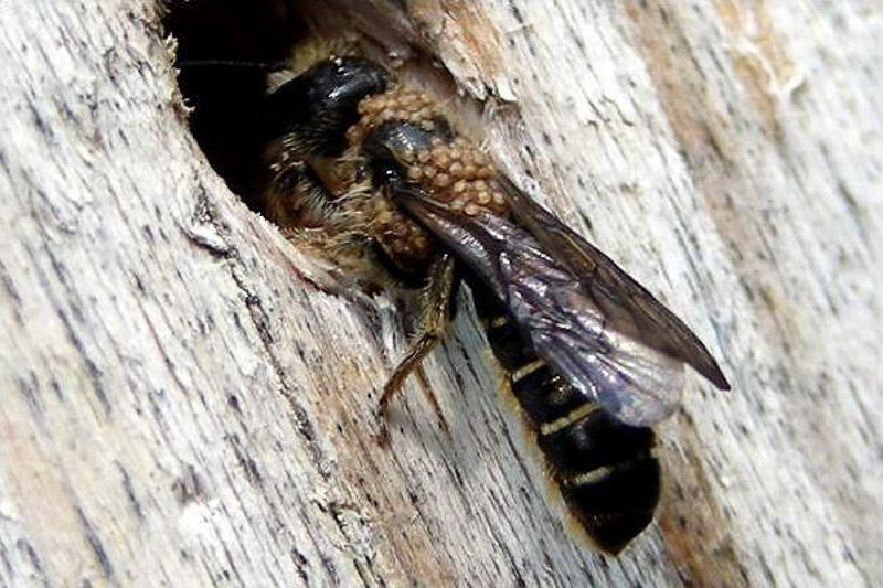 Bees : (Megachilidae) Chelostoma florisomne
