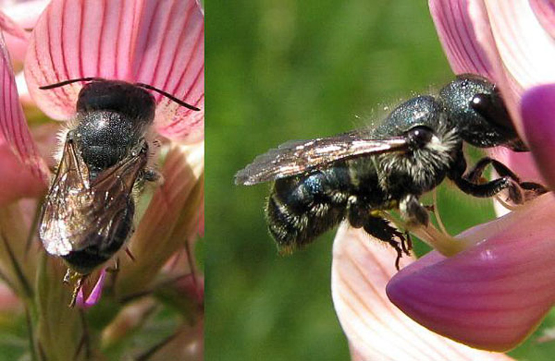 Bees : (Megachilidae) Osmia caerulescens