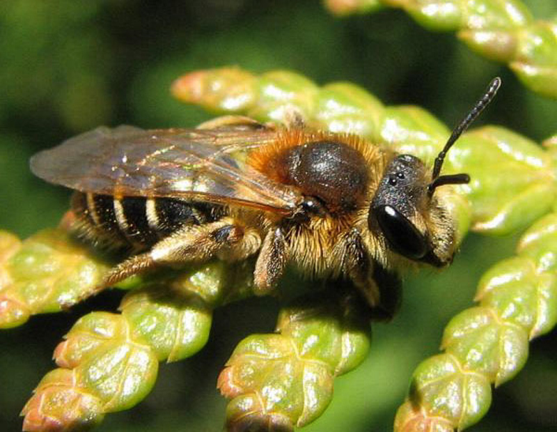 Bees : (Andrenidae) Andrena dorsata