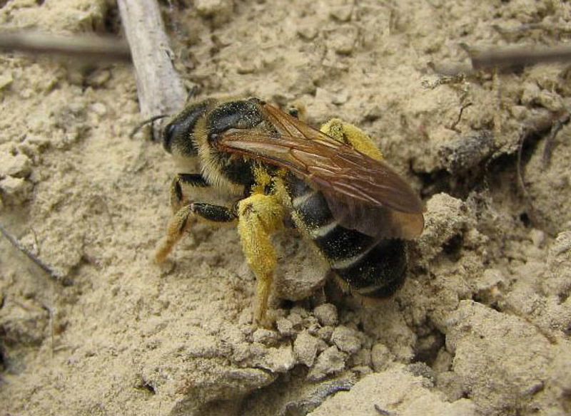 Bees : (Apidae) Halictus sexcinctus