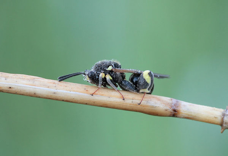 Chalcid wasps : (Chalcididae) Chalcis myrifex