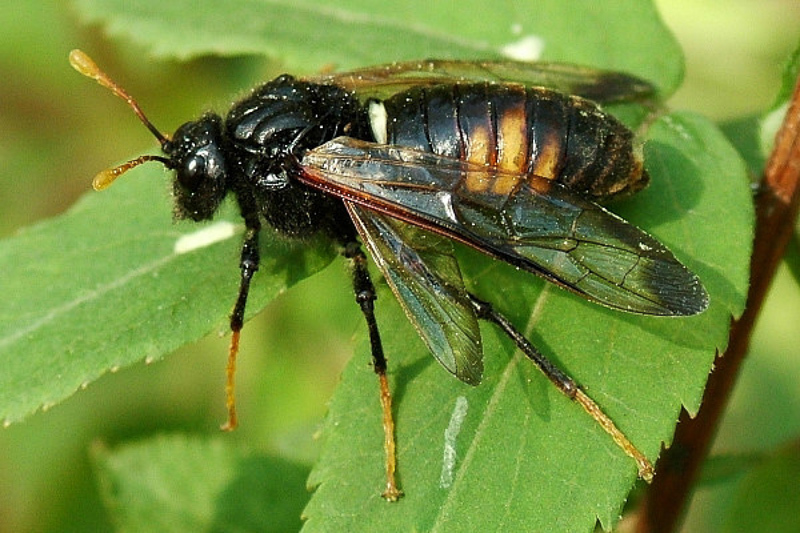 Sawflies and horntails : (Cimbicidae) Cimbex femoratus